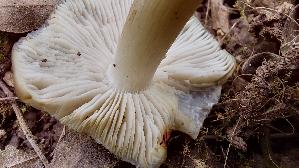 Fruehlings---Roetling_Entoloma-vernum_20260416_121442.jpg