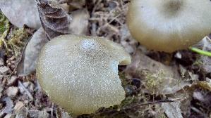 Fruehlings---Roetling_Entoloma-vernum_20260416_121449.jpg