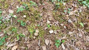 Fruehlings---Roetling_Entoloma-vernum_20260416_121831.jpg