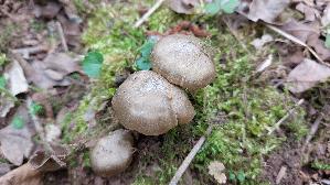 Fruehlings---Roetling_Entoloma-vernum_20260416_121842.jpg