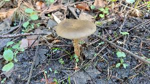 Fruehlingsweichritterling_Melanoleuca-cognata_20260415_103401.jpg