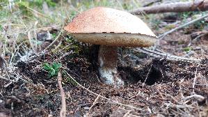 Fuchsrotkappe_Leccinum-vulpinum_20260917_114104.jpg