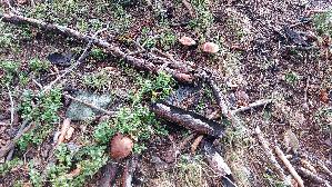 Fuchsrotkappe_Leccinum-vulpinum_20260917_114136.jpg