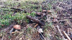 Fuchsrotkappe_Leccinum-vulpinum_20260917_114738.jpg