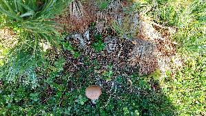Fuchsrotkappe_Leccinum-vulpinum_20260922_134819.jpg