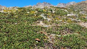 Fuchsrotkappe_Leccinum-vulpinum_20260922_141851.jpg