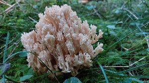 Gallert---Koralle_Ramaria-pallidosaponaria_20250904_104149.jpg