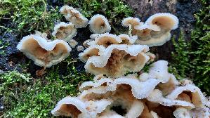 Gallertfleischiger-Faeltling_Phlebia-tremellosa_20261015_130531.jpg