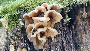 Gallertfleischiger-Faeltling_Phlebia-tremellosa_20261019_155402.jpg