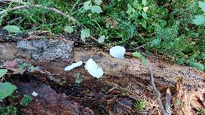 Gallertiger-Zitterzahn_Pseudohydnum-gelatinosum_20250904_112239.jpg