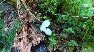 Gallertiger-Zitterzahn_Pseudohydnum-gelatinosum_20250906_105531.jpg