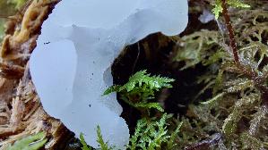 Gallertiger-Zitterzahn_Pseudohydnum-gelatinosum_20250906_105559.jpg