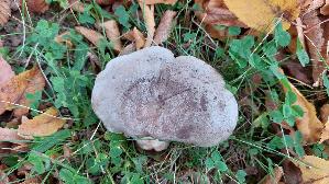 Gebaenderter-Hainbuchen---Milchling_Lactarius-circellatus_20251016_121647.jpg