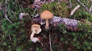 Geflecktblaettriger-Flaemmling_Gymnopilus-penetrans_20250916_124140.jpg