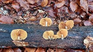 Geflecktblaettriger-Flaemmling_Gymnopilus-penetrans_20251105_125629.jpg