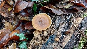 Geflecktblaettriger-Flaemmling_Gymnopilus-penetrans_20251203_122552.jpg