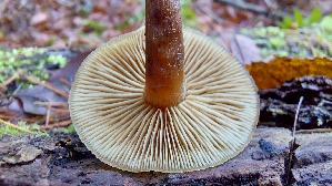 Geflecktblaettriger-Flaemmling_Gymnopilus-penetrans_20251212_125336.jpg