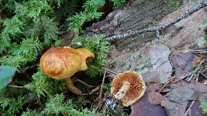 Geflecktblaettriger-Flaemmling_Gymnopilus-penetrans_20260916_095126.jpg