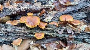 Geflecktblaettriger-Flaemmling_Gymnopilus-penetrans_20261015_123520.jpg