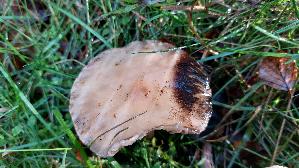Gefleckter-Gelbfuss_Gomphidius-maculatus_20261015_121919.jpg
