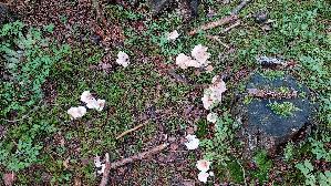 Gefleckter-Rosasporruebling_Rhodocollybia-maculata_20250904_094905.jpg