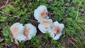 Gefleckter-Rosasporruebling_Rhodocollybia-maculata_20250904_094913.jpg