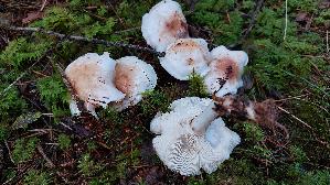 Gefleckter-Rosasporruebling_Rhodocollybia-maculata_20250904_094924.jpg