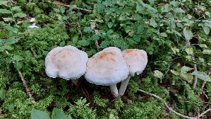 Gefleckter-Rosasporruebling_Rhodocollybia-maculata_20250905_141043.jpg
