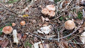 Gefleckter-Rosasporruebling_Rhodocollybia-maculata_20250930_114040.jpg
