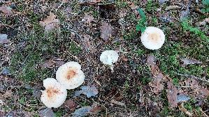 Gefleckter-Rosasporruebling_Rhodocollybia-maculata_20260916_094114.jpg