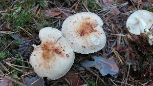 Gefleckter-Rosasporruebling_Rhodocollybia-maculata_20260916_094121.jpg
