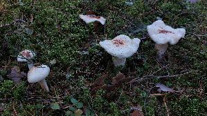Gefleckter-Rosasporruebling_Rhodocollybia-maculata_20260916_105235.jpg