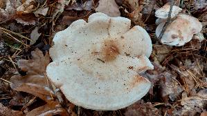 Gefleckter-Rosasporruebling_Rhodocollybia-maculata_20261022_112229.jpg