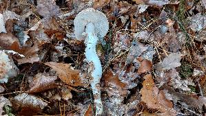 Gefleckter-Rosasporruebling_Rhodocollybia-maculata_20261022_112246.jpg