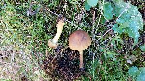 Gelbblaettriger-Hautkopf_Cortinarius-croceus_20250903_153452.jpg