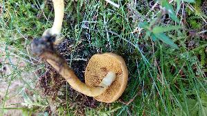 Gelbblaettriger-Hautkopf_Cortinarius-croceus_20250903_153511.jpg