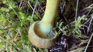 Gelbblaettriger-Hautkopf_Cortinarius-croceus_20250903_153532.jpg