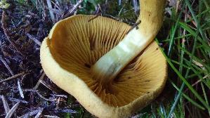 Gelbblaettriger-Hautkopf_Cortinarius-croceus_20250903_153605.jpg