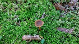 Gelbblaettriger-Hautkopf_Cortinarius-croceus_20250904_154205.jpg