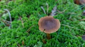Gelbblaettriger-Hautkopf_Cortinarius-croceus_20250904_154225.jpg