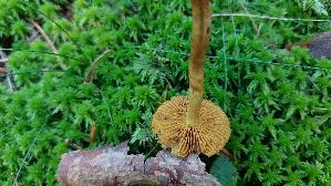 Gelbblaettriger-Hautkopf_Cortinarius-croceus_20250904_154252.jpg