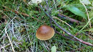 Gelbblaettriger-Hautkopf_Cortinarius-croceus_20250906_111756.jpg