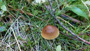 Gelbblaettriger-Hautkopf_Cortinarius-croceus_20250906_111800.jpg