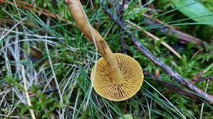 Gelbblaettriger-Hautkopf_Cortinarius-croceus_20250906_111819.jpg