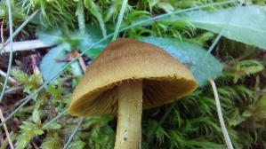 Gelbblaettriger-Hautkopf_Cortinarius-croceus_20250906_112035.jpg
