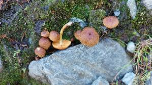 Gelbblaettriger-Hautkopf_Cortinarius-croceus_20250906_113059.jpg