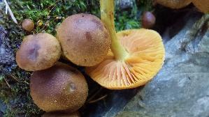 Gelbblaettriger-Hautkopf_Cortinarius-croceus_20250906_113110.jpg