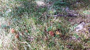 Gelbblaettriger-Hautkopf_Cortinarius-croceus_20250907_134931.jpg