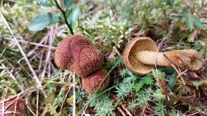 Gelbblaettriger-Hautkopf_Cortinarius-croceus_20250907_134943.jpg
