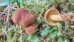 Gelbblaettriger-Hautkopf_Cortinarius-croceus_20250907_135004.jpg